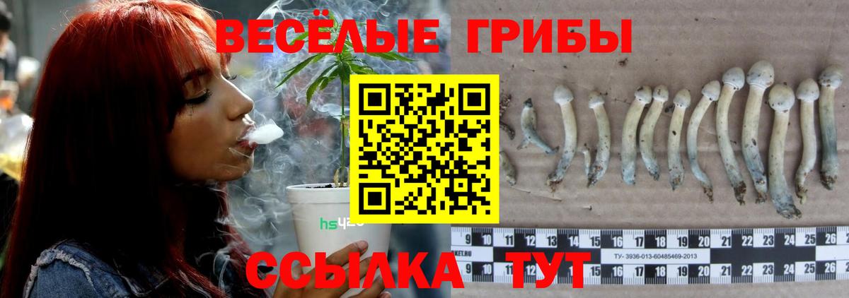 Городец  Псилоцибиновые грибы Psilocybe  Вход с VPN 